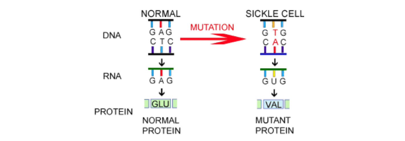 sickle cell anemia mutation