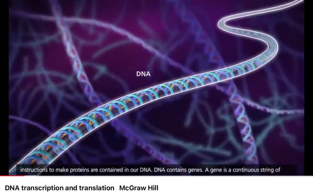 DNA transcription and translation - module 5 biology