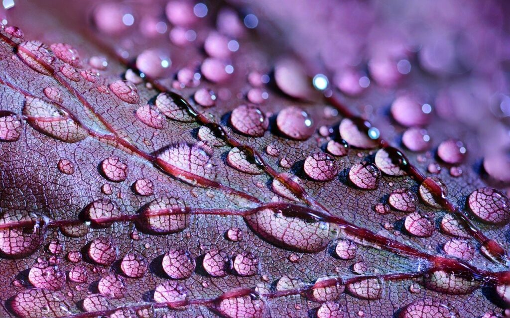 Dewdrops on a Purple Leaf - HSC Biology night before study