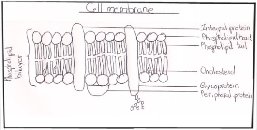 Cell Membrane - Cells as the basis of life