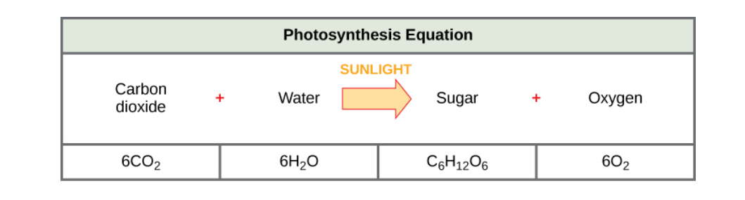 Photosynthesis - cells as the basis of life