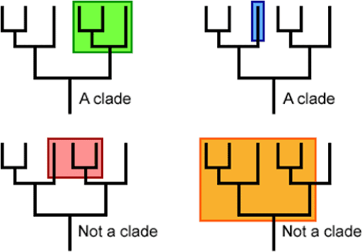 QCE Biology Terms - Clade