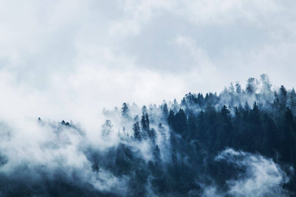 Fog in a forest - One Flew Over the Cuckoo's Nest Quotes Featured Image