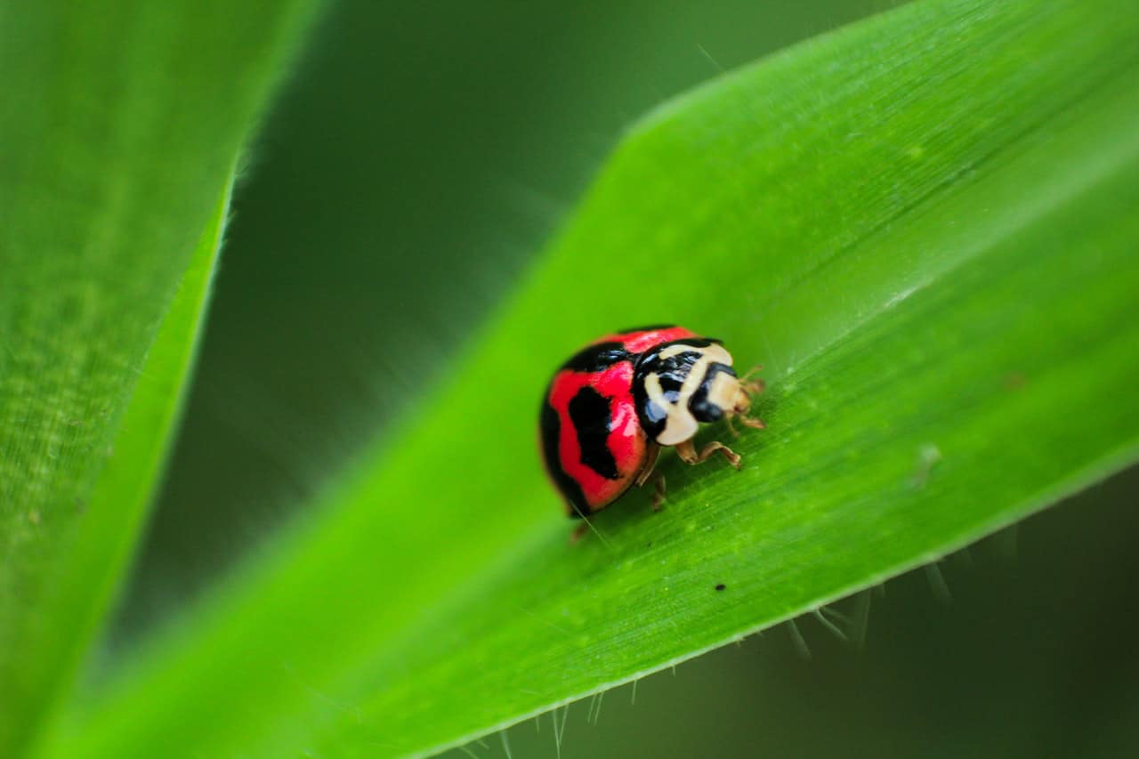 Ladybug on a green leaf - Biology Terms & QCAA Past Papers | Year 12 Exams QLD