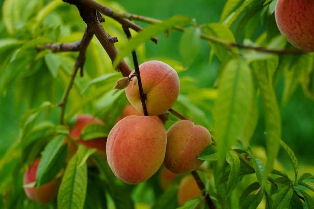 Peaches on a Tree - Jasper Jones Theme Book Analysis Symbolism