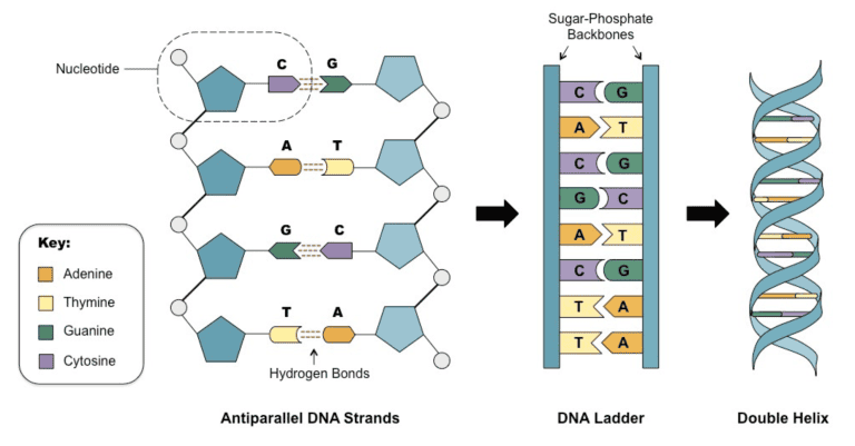 QCAA Biology Unit 4: Heredity and Continuity of Life