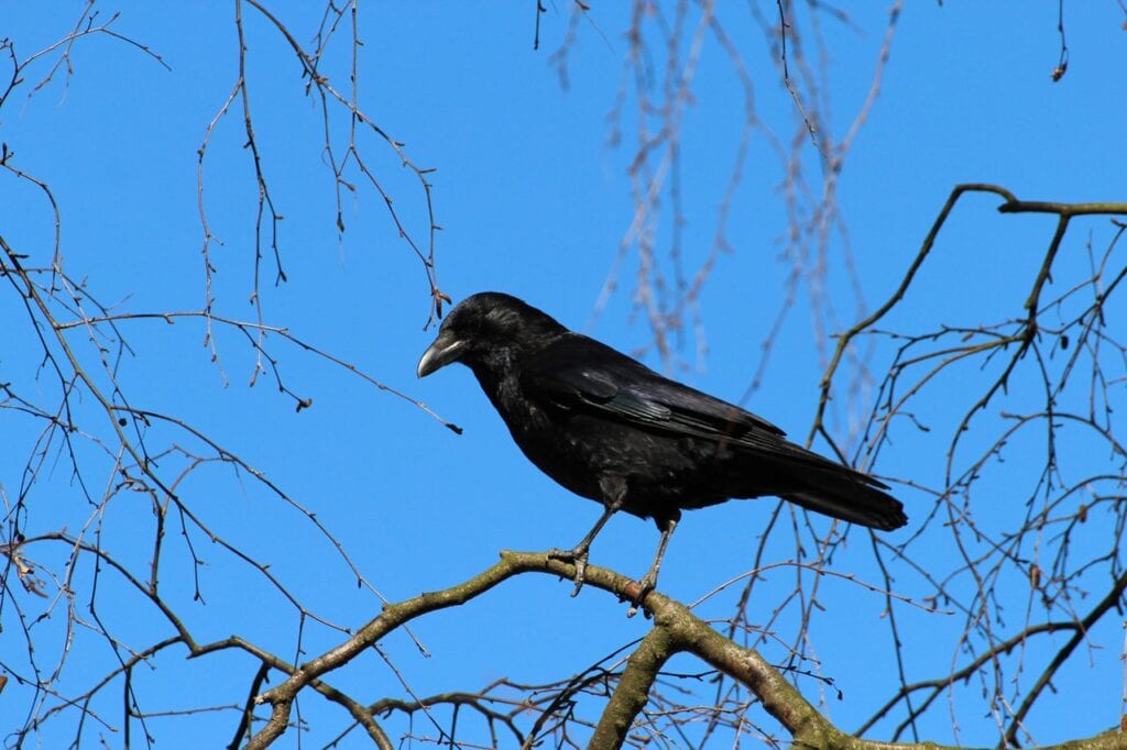 Raven on a branch - Burial Rites quotes featured image