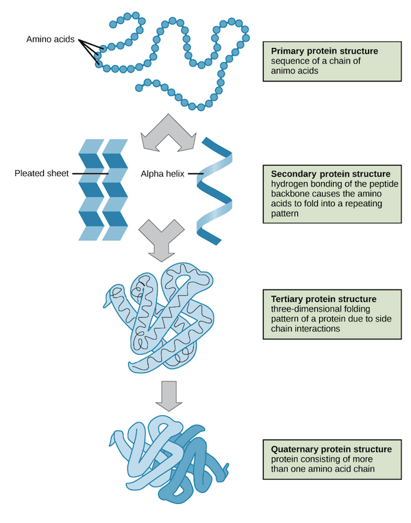 Orders of Protein Structure