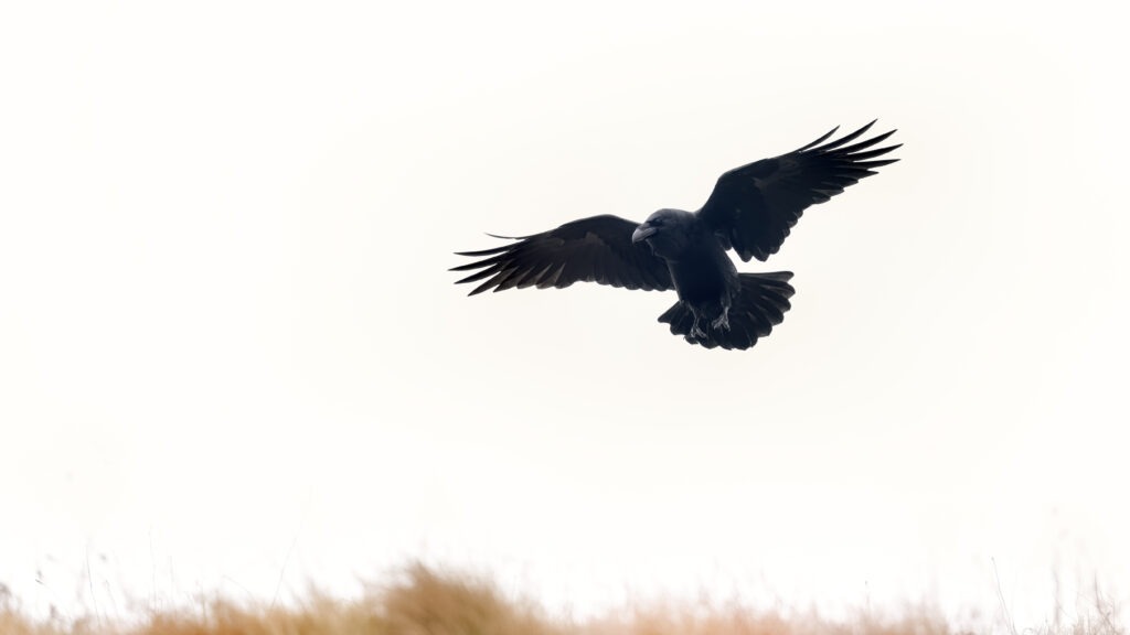 Raven in flight with wings outstreched - Burial Rites Study Guide