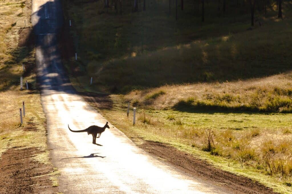 Kangaroo on a road - Mabo Film Analysis