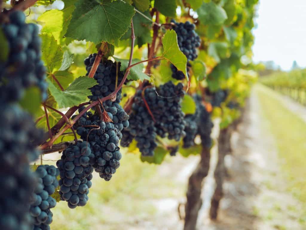 Wine grapes - Wild Grapes Kenneth Slessor Analysis