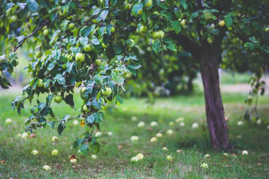 Apple tree - Wild Grapes Kenneth Slessor Analysis