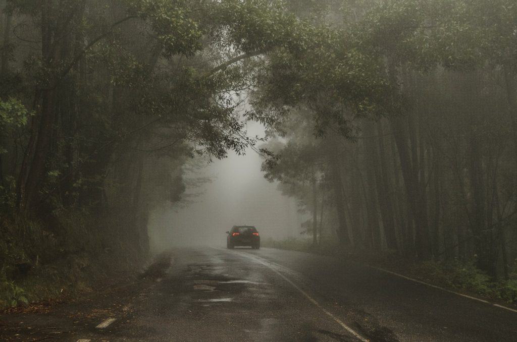 Lots of trees surrounding car on road, with foggy mist