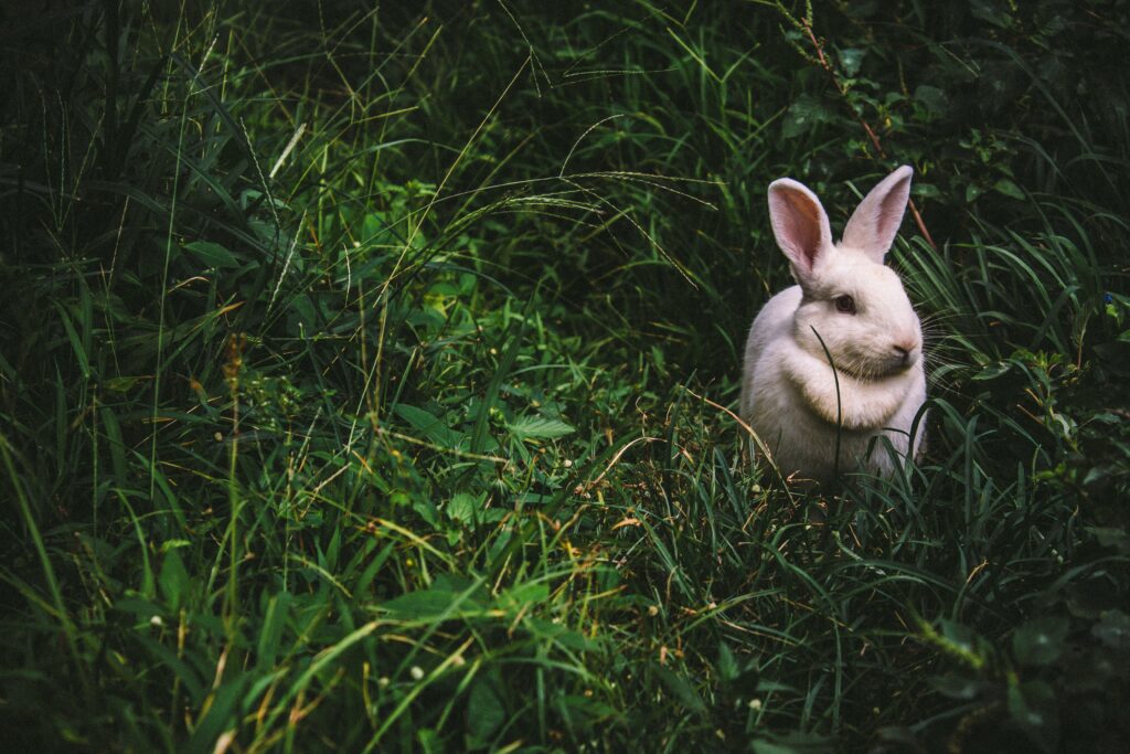 Rabbit - Jojo Rabbit Quotes